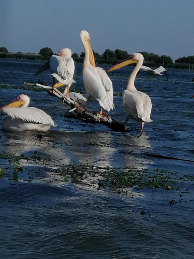Vila Lotus Murighiol Bagian luar foto